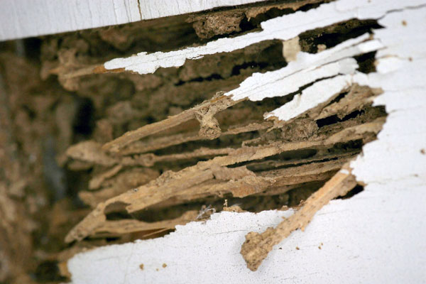 termite-damage