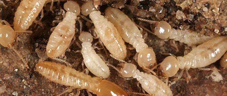 termite-worker